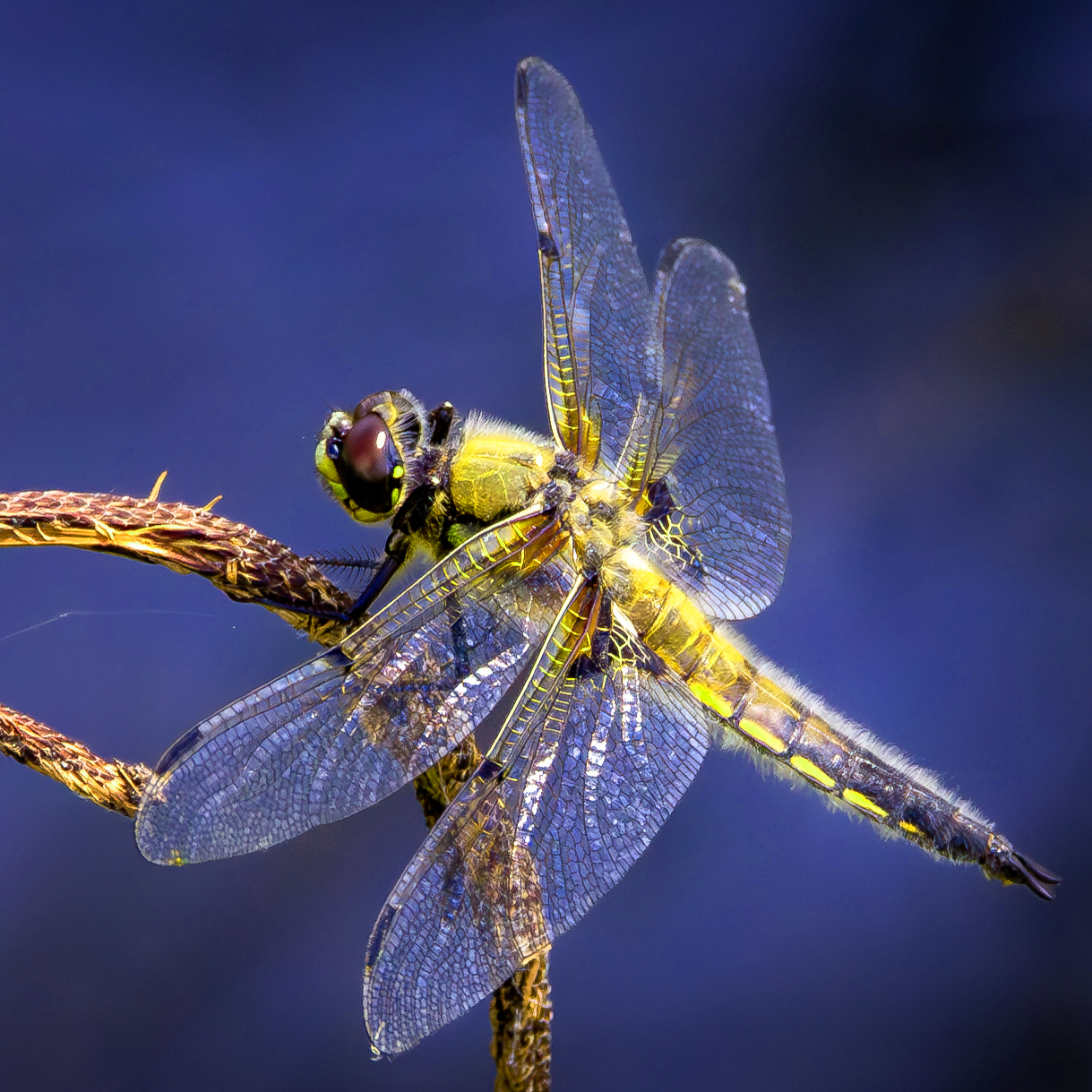 Dragonflies thumbnail thumbnail