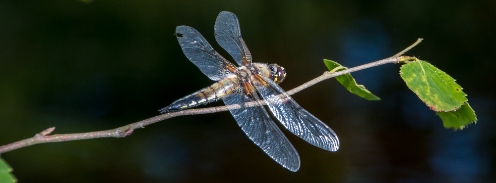 Dragonflies banner