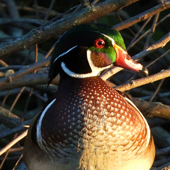 Flocksourced thumbnail thumbnail
